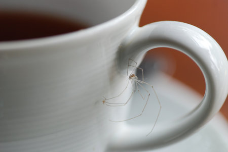 cupの写真素材