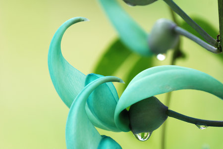 flowerの写真素材