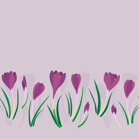 first crocuses spring fresh floral botanical seasonal seamless bottom horizontal border on light pink backgroundのイラスト素材