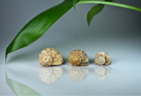 Photo of sea cockleshells and green plant