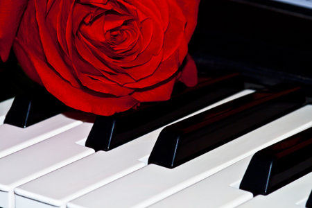 Photo of a red rose on keys grand pianosの写真素材
