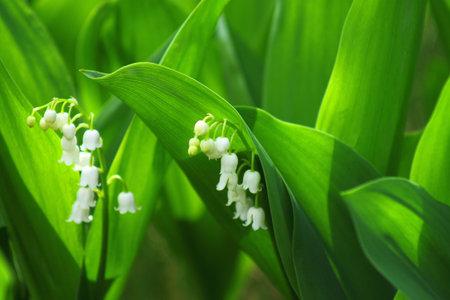 Lily of the valley in the twilight of day