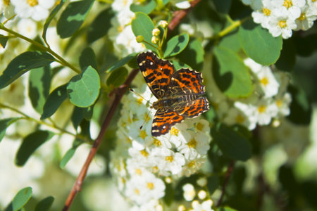 photo of a butterfly on white flowersの写真素材