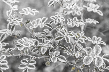 Hoarfrost photo on leaflets in an easy frosty fogの写真素材