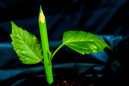 Pencil photo in the form of the sprouted treeの写真素材