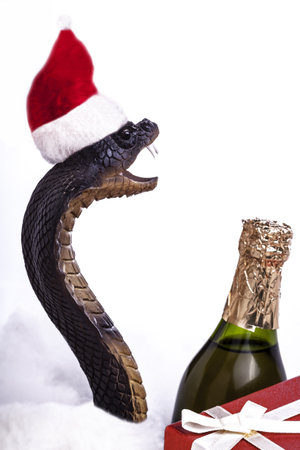 Photo of a snake on snow near a champagne bottleの写真素材