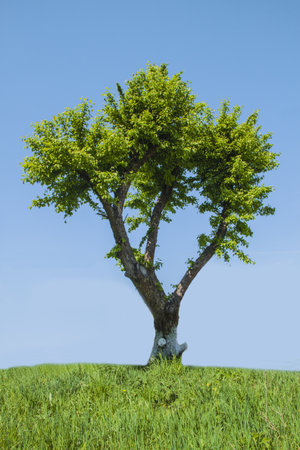 Photo of one tree