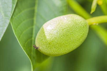 Walnut photo in a green peelの写真素材
