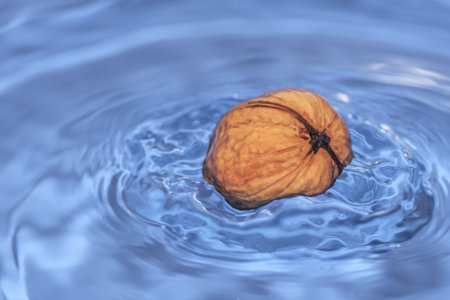 Photo of a walnut fallen in water