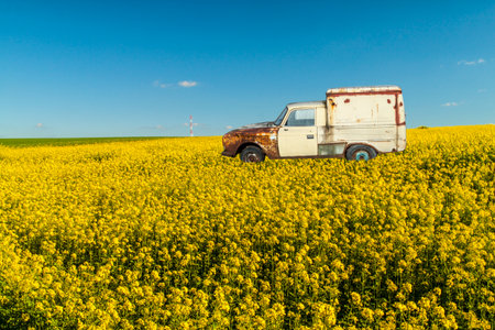 Photo of the old rusty car in the field of a colzaの写真素材