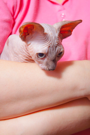 Photo of a cat of a sphinxの写真素材