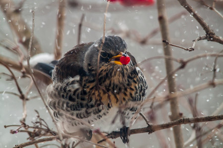 Jay bird on the branchの写真素材