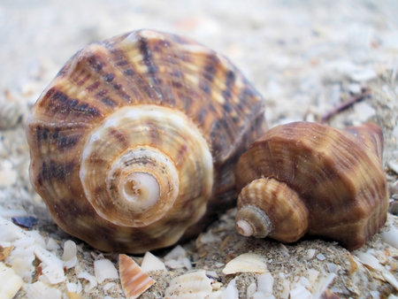 Shell of snail