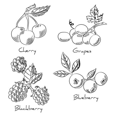 Hand drawing set of berries.のイラスト素材