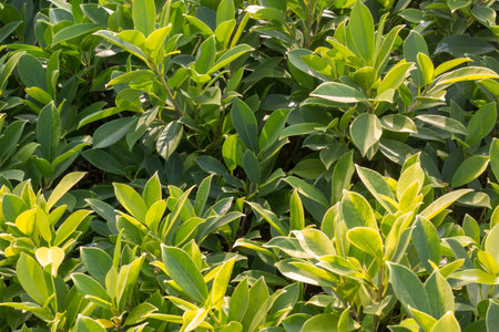 The tree close upの写真素材