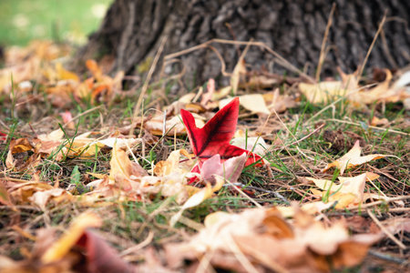 Yellow, orange and red autumn leaves in beautiful fall park on the grass with a tree background
