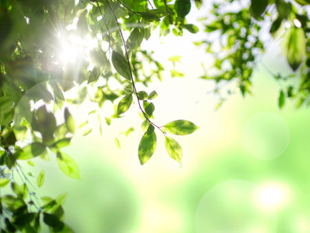 Green leaf on bokeh backgroundの写真素材