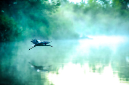 natureの写真素材