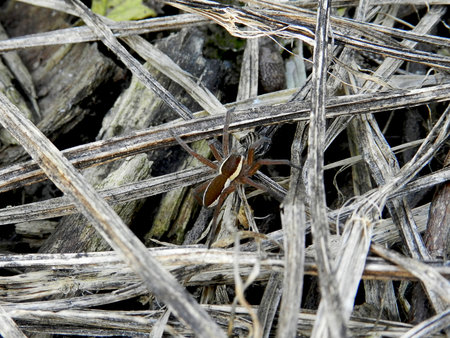 SPIDER-EUROPEAN                            の写真素材