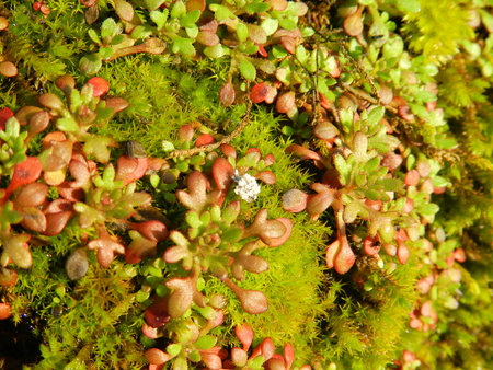MOSS AND LICHENSの写真素材