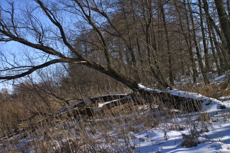 Spring meadow with big treeの写真素材