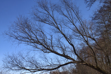 Spring meadow with big treeの写真素材