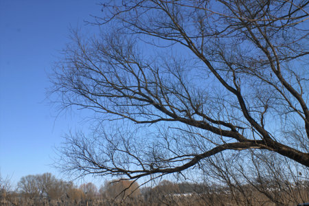 Spring meadow with big treeの写真素材