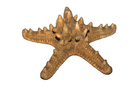 starfish isolated on white backgroundの写真素材