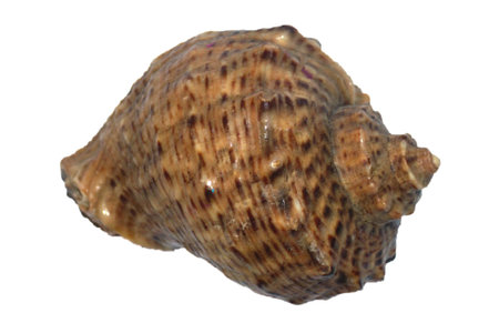 sea shell isolated on whiteの写真素材