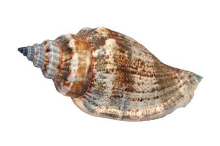 sea shell isolated on whiteの写真素材