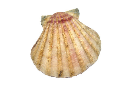 sea shell isolated on whiteの写真素材
