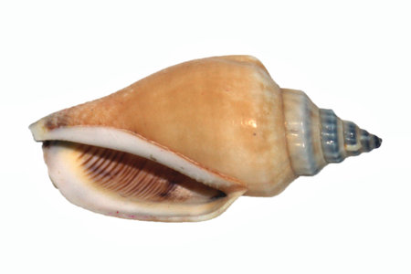 sea shell isolated on whiteの写真素材