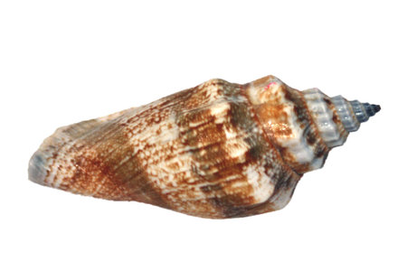 sea shell isolated on whiteの写真素材