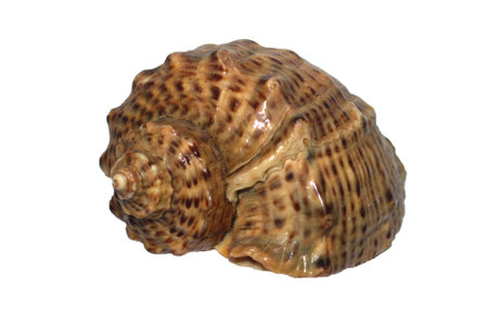 sea shell isolated on whiteの写真素材
