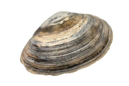 sea shell isolated on whiteの写真素材