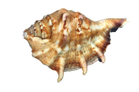 sea shell isolated on whiteの写真素材