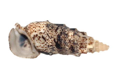 sea shell isolated on whiteの写真素材