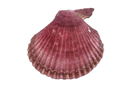sea shell isolated on white