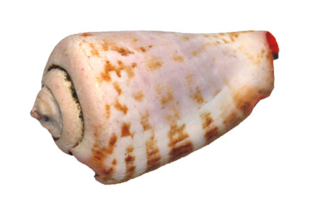 sea shell isolated on whiteの写真素材