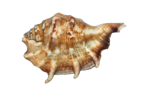 sea shell isolated on whiteの写真素材