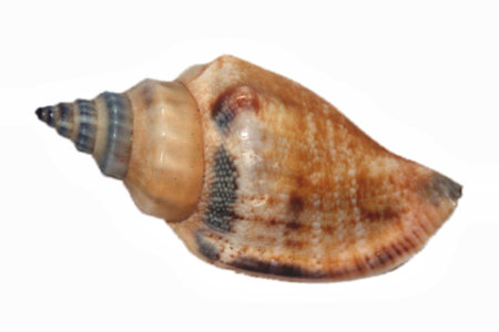 sea shell isolated on whiteの写真素材