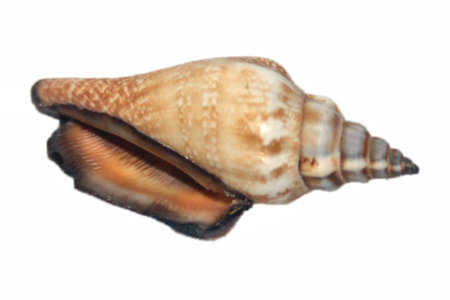 sea shell isolated on whiteの写真素材