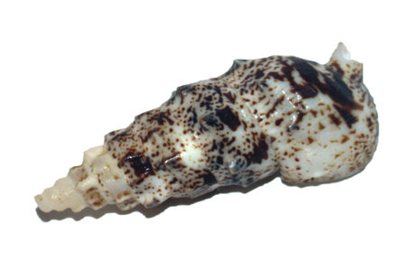 sea shell isolated on whiteの写真素材