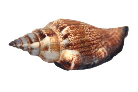 sea shell isolated on whiteの写真素材