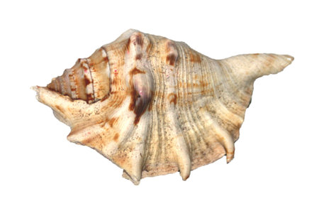 sea shell isolated on whiteの写真素材