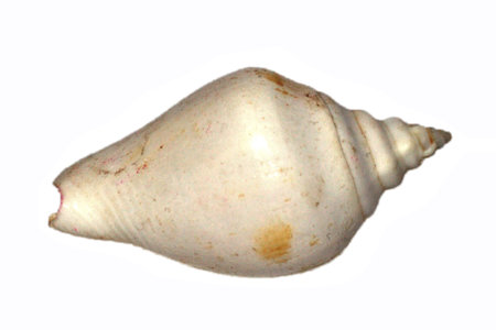 sea shell isolated on whiteの写真素材