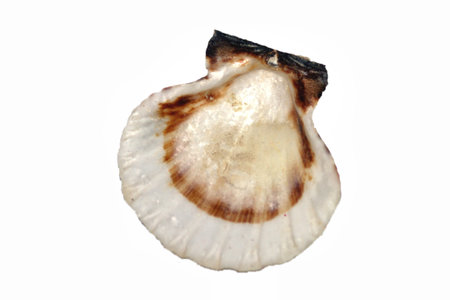sea shell isolated on whiteの写真素材