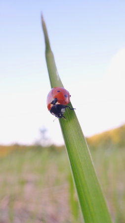 ladybugの写真素材