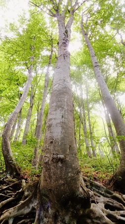 beech forestの写真素材