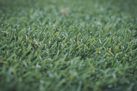 Green grass. background texture. fresh spring green grass.の写真素材